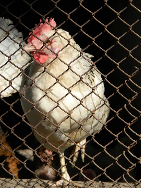 中场核心球 中场核心球